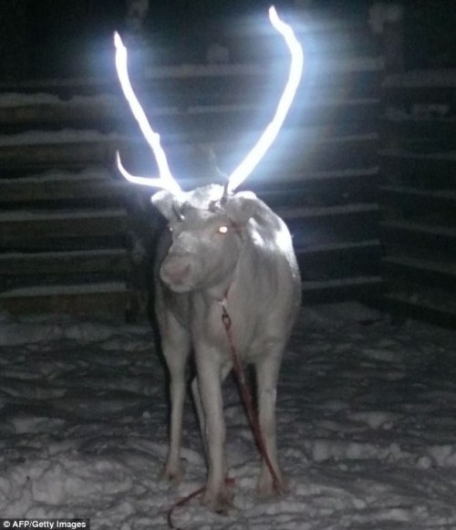 sixpenceee: Finnish reindeer herders have found a new way of keeping their livestock from being hit 