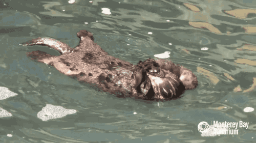 gifsboom:  Mom and Newborn Baby Otter Get to Know Each Other at Monterey Bay Aquarium. [video] [Mont