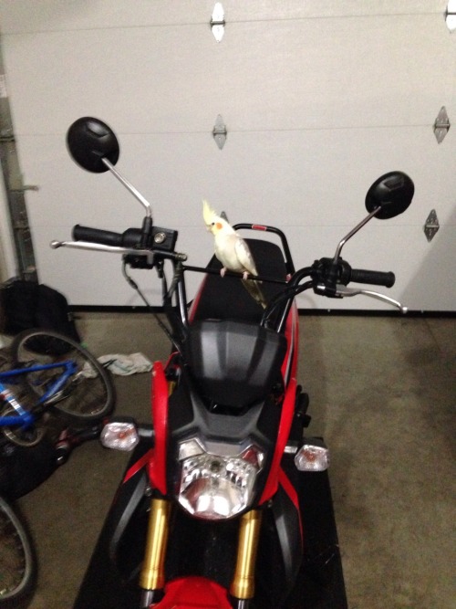 bird-blogging:  HELLA RAD 