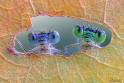 fulviomeloni: An odd couple at the window by Radeski http://ift.tt/2j177aJ #macro