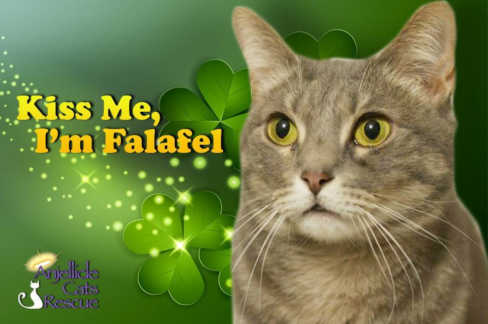 mostlycatsmostly:  Falafel - Available for adoption from  anjelliclecats.com (NEW
