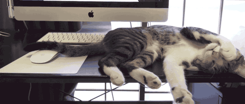bunnyfood:  (via cineraria:YouTube) 