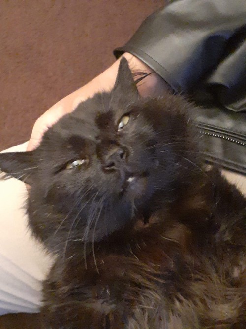 Happy Black Cat Appreciation Day. This Is My Boy, Sylvester Fenrir