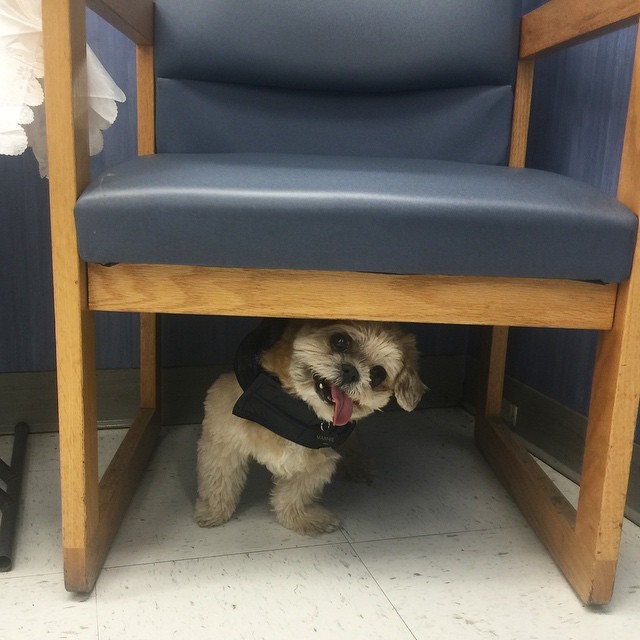 marniethedog:  Try 2 find me lol u can’t