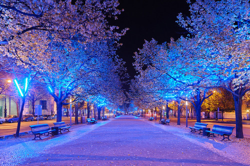 Unter den Linden by Dietrich Bojko Photographie on Flickr.