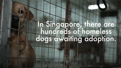 huffingtonpost:  IKEA ADVERTISES ADOPTABLE DOGS IN STORES, BECAUSE EVERY HOME NEEDS