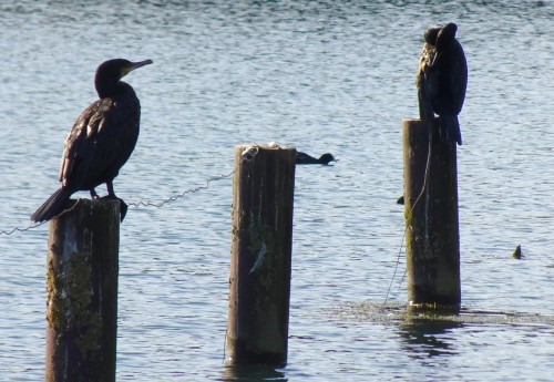 Hamel et ses marais. On y voit des cormorans, des cygnes, des foulques&hellip;