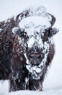 beyourpassion:  earthandanimals:   Wooly Beast by Håkon Askerhaug    For my friend mrz73. Because snow. ;)  Oh no you didn&rsquo;t beyourpassion! Who said you could post a pic of me after I come in from snow blowing the driveway!
