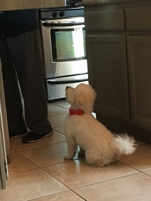 in other news my dog wears a bowtie