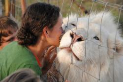 cute-overload:  Albino lion enjoying a smoochhttp://cute-overload.tumblr.com