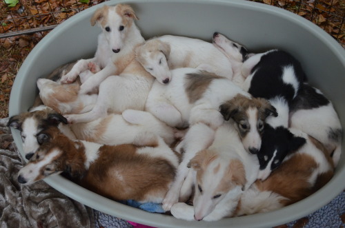 your-mothers-burps:lord-kitschener:spryfeatborzoi:Ten-in-bedA bucket of snoots@ink-the-artistbox of 