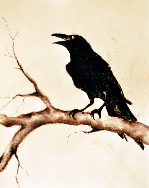 Paintings — Original Drawing Charcoal Raven Black Crow Gothic...