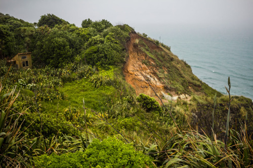 Muriwai Gannet Colony, Muriwai Beach, West Auckland, NZ