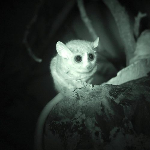 Say “hello” to the gray mouse lemur (Microcebus murinus)! It’s one of the smallest