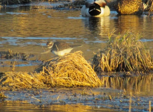 I saw killdeers, too! (Could not bring myself to edit out the outstanding angles of Canada goose but