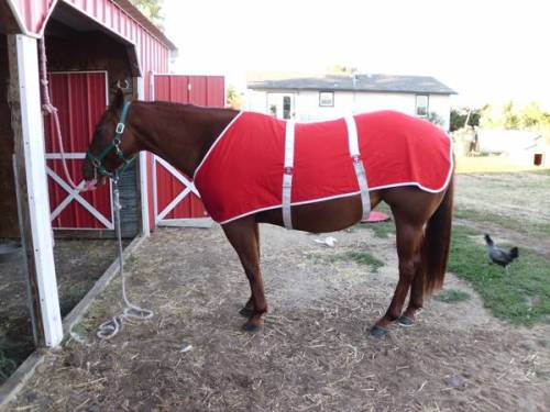 craigslisthorses:
“the-broken-blaze:
“ warmbloodz:
“ redheaded-thoroughbred:
“ 2pointbitch:
“ jinglecurly:
“ craigslisthorses:
“ snug fit
”
You don’t know this horse’s story. You don’t know what he’s been through or what he struggles with, who are...