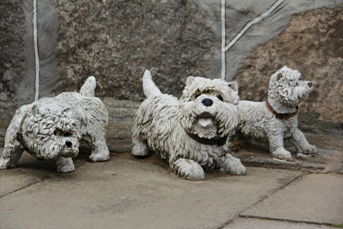 Footdee | Aberdeen, ScotlandCute guardian dogs.