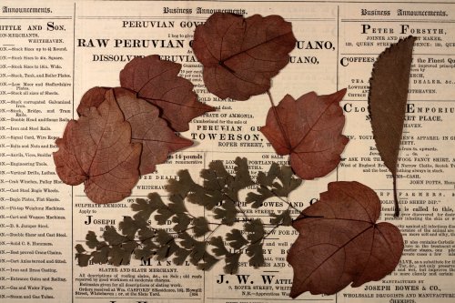 michaelmoonsbookshop:pressed antique leaves found in old books 