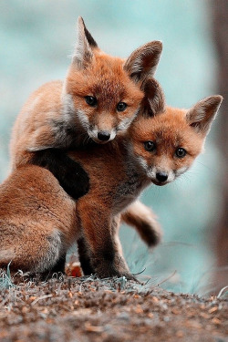 Teenageers:  Cute Baby Foxes ~ By Max