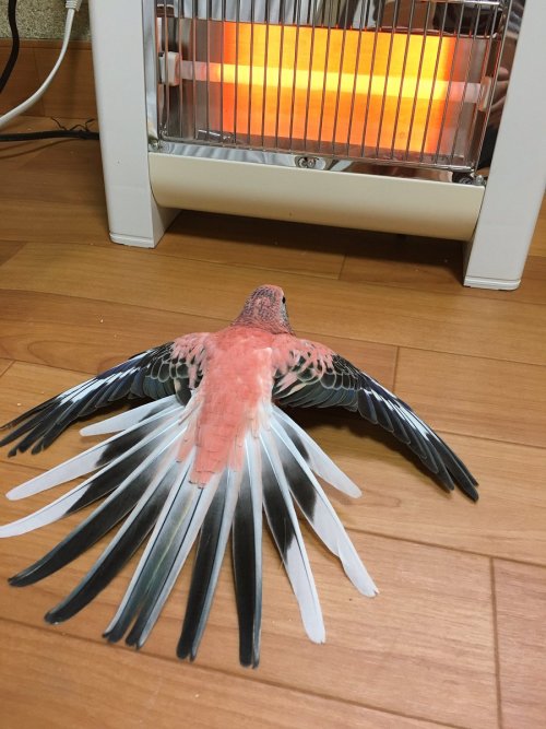 parrot-pictures:Chilly parrot [x-post /r/PartyParrot]@prettybirdsandwords