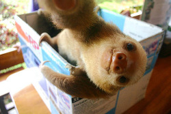 awksome:  and here we witness a sloth taking better selfies than me 