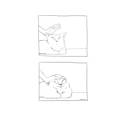 tan-ardiente-como-el-sol:  miss-sopapo:  mirandatacchia:  How to pet a cat.  Siempre hago eso loco  amo hacer eso xd