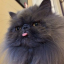 catgamers69