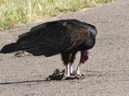 Vulture!