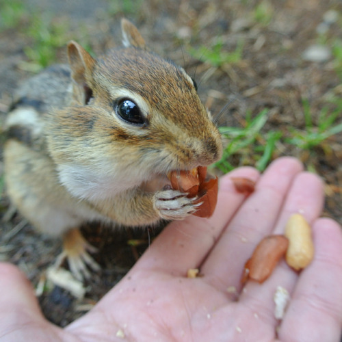 I miss this little cutie. Such a wonderful camping companion! #cute #chipmunk #wildlife