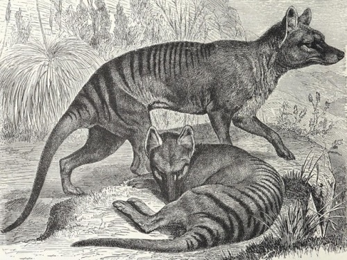 Thylacines. The royal natural history - vol. 5 - 1893 - via Internet Archive