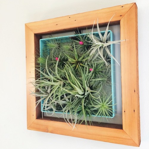 airplantman:Custom wood frame by @hawkandstone fits the AirplantFrame in aqua perfectly. Functional