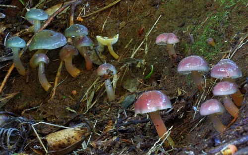 Hygrocybe Graminicolor