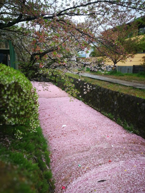 pasquiorra: As all the Sakura was falling off we went to the Philosophers path to see the very last 