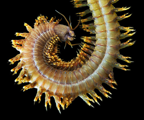 sagansense:    Photos of Alitta virens by Alexander Semenov. Don’t let the pretty colors fool you, these sandworms are plenty scary. They can get quite big (sometimes exceeding four feet)  and they occasionally bite humans. They just might be the nastiest