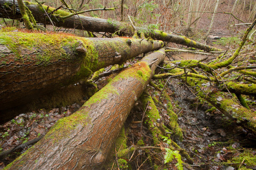 Old mossy fallen untouched trees by Vytas999 on Flickr.