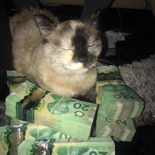 iopele:stuft:this is Canadian Money Cat She’s sorry she fell asleep but if you reblog this you