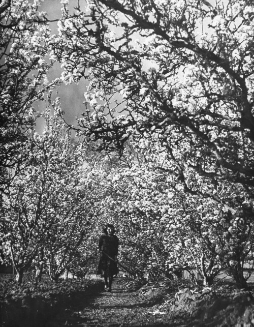 m3zzaluna:woman walking among pear trees in full bloom, france, 1945© ralph morse [on LIFE hosted by