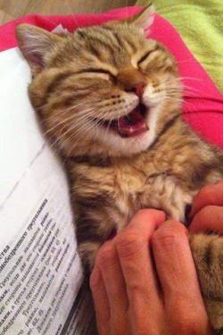 awwww-cute:Even Cats Laugh Too!!!!  XD