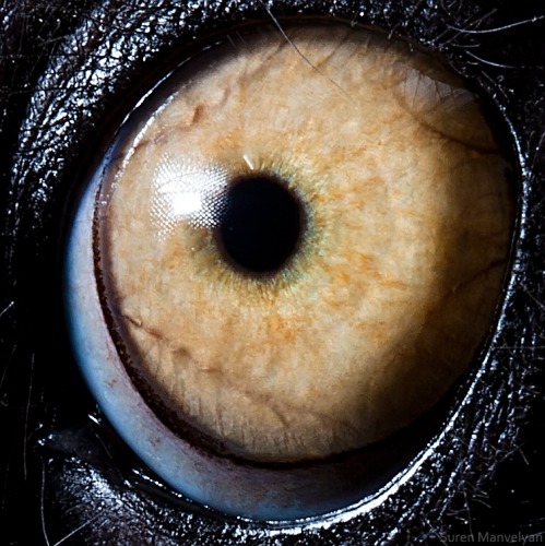 Sex give-a-fuck-about-nature:  Eyes of the animal pictures