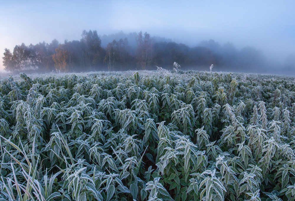 88floors:  Frozen Countryside by Alex Ugalnikov  