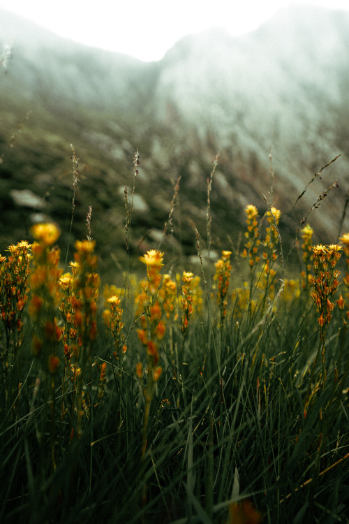 stereocolours: Welsh Florals - It’s amazing how many colours you see coming through the rocks 