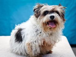 uhapets:  PRINSI is a beautiful eight year old white and brown spayed female Cairn Terrier who was forsaken at the Downey Shelter along with her playmate Twinky (A4566133) on April 19th because her former owner’s landlord denied them the right to have