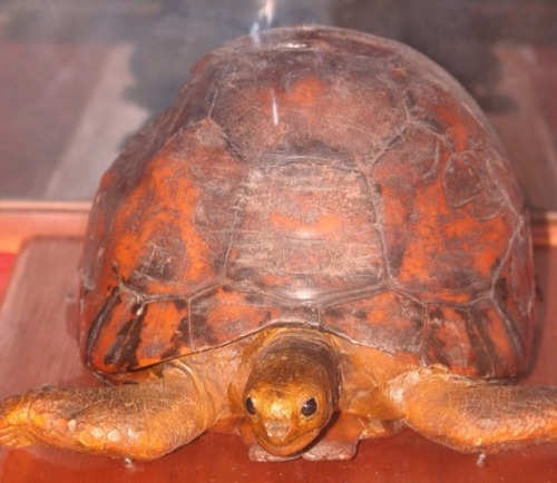 Possibly the most famous radiated tortoise in the world was a female animal named Tu’i Malila (King 
