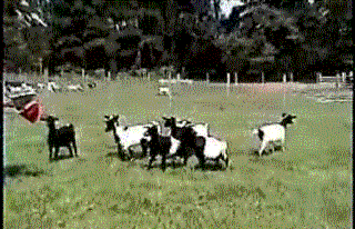 6sketchers:  I’m a myotonic goat…… 