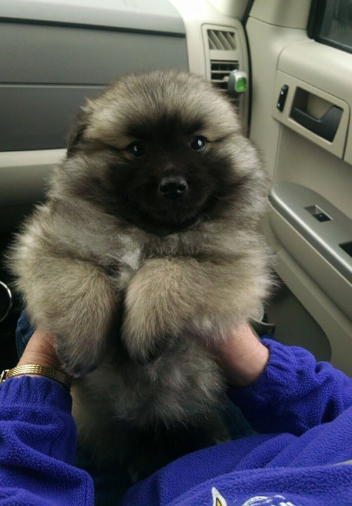 tastefullyoffensive:Puppies Who Look Like Teddy Bears (photos via Bored Panda)Previously: Perfectly 