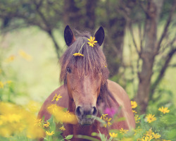 Megarah-Moon:  “Flower Ponies” By Stephanie Moon 