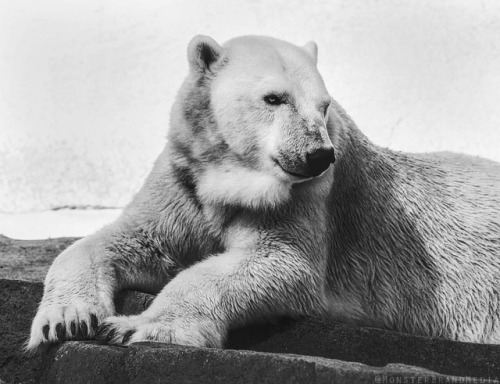 Pose for me, Bear ❄️ - : @monsterbrandmedia • • • #polarbear #bear #bnw #animals #str