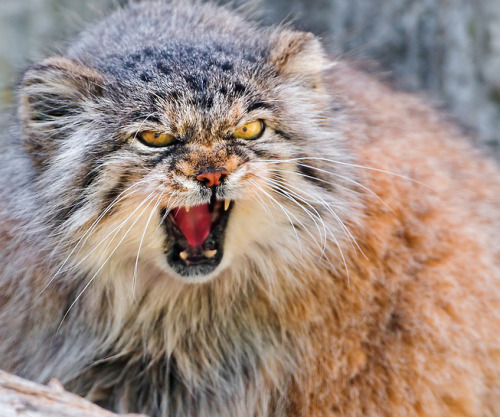 i found new pics of pallas cats which is to say i found new pics of rhada