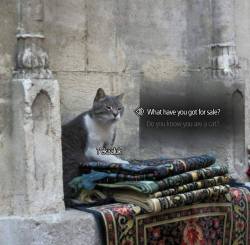 beowulfstits:  khajiit has wares, if you have coin.