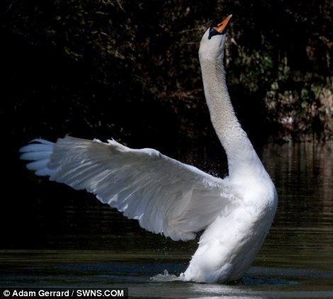 kim-kanye-baby:  unexplained-events:  Tyson the Swan Tyson will attack you if you come within a two-mile stretch of the Grand Union Canal in Bugbrooke, Northamptonshire. Joe Davies learned this the hard way and capsized. SOURCE  U kno he dead